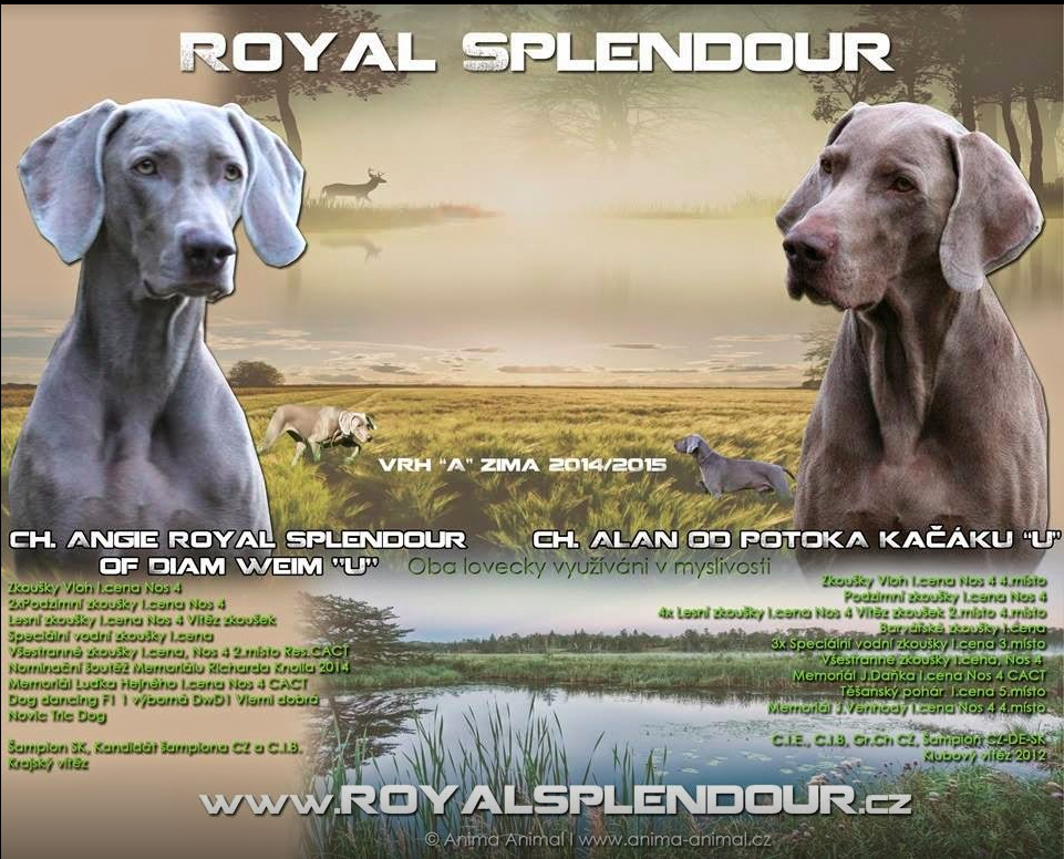 Výmarský ohař Alacer Royal Splendour